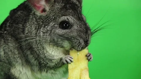 Chinchilla eating piece of apple sitting in slow motion. Closeup Stock Footage