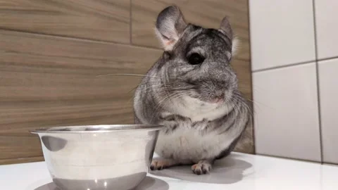 Chinchilla eats her seeds while sitting on a white surface Stock Footage 190013201