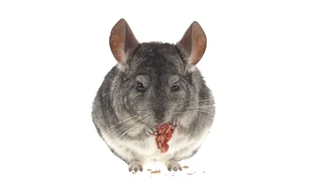 Chinchilla eats special food for rodents from seeds. White background Stock Footage
