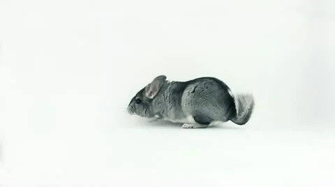 Chinchilla Stock Footage 10832854