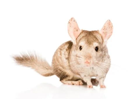 Chinchilla in front looking at camera. isolated on white background Stock Photos