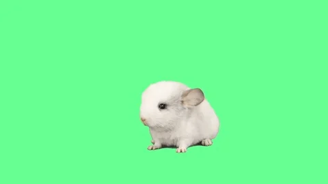 Chinchilla on a green screen Vidéo 78502108