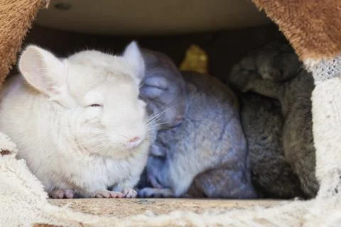 Chinchilla groups sleeping in hole. Stock Photos