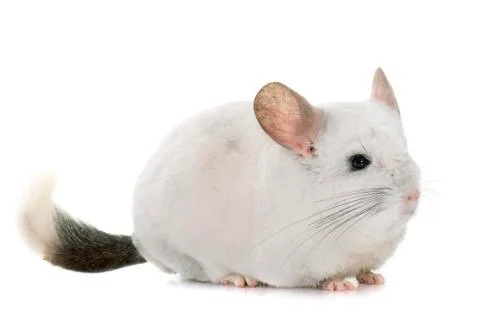 Chinchilla in hands Stock Photos