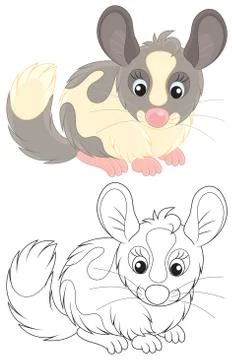 Chinchilla Stock Illustration