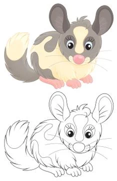 Chinchilla Stock Illustration