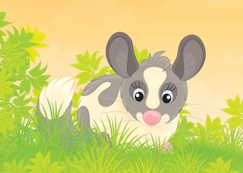 Chinchilla Stock Illustration