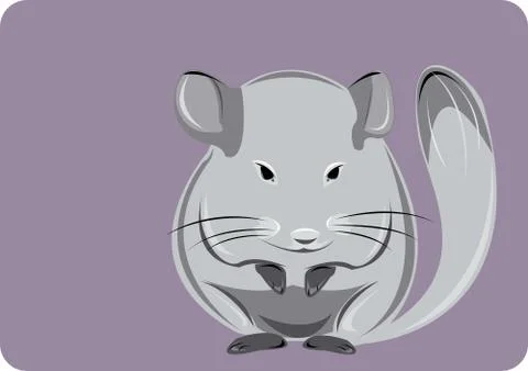 Chinchilla Stock Illustration