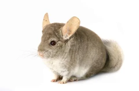Chinchilla isolated on a white background, studio shot Stock Photos