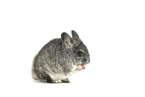 Chinchilla lanigera isolate on white background. Young gray Chinchilla lanige Stock Photos