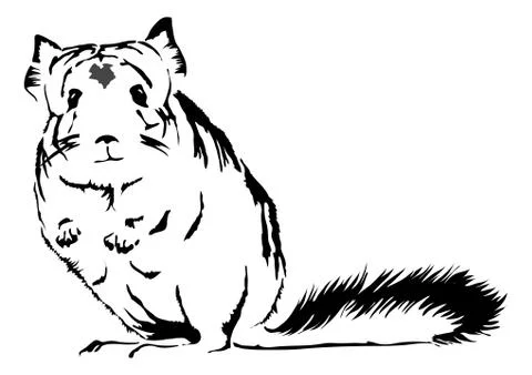 Chinchilla looking curious Stock Illustration