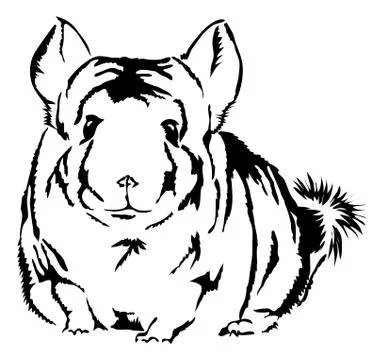 Chinchilla looking curious Stock Illustration