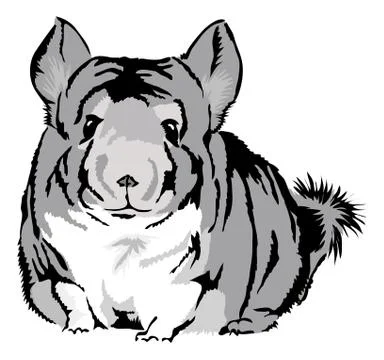 Chinchilla looking curious Stock Illustration