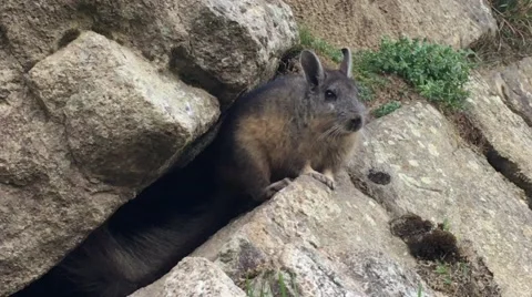 Chinchilla at Machu Picchu Video stock 65703208