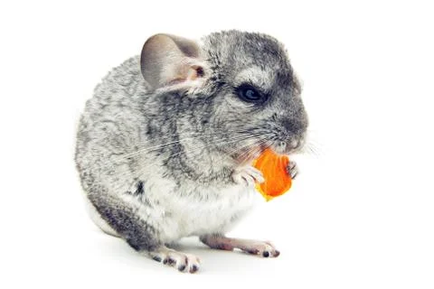 Chinchilla Stock Photos
