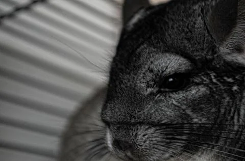 Chinchilla Stock Photos