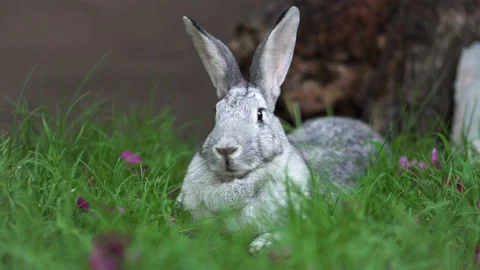 Chinchilla Rabbit laying down and eating wet green grass and pink flowers Stock Footage 227898072