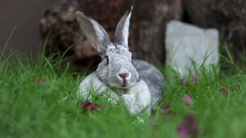 Chinchilla Rabbit laying down in wet green grass while wind is blowing Stock Footage 227900616