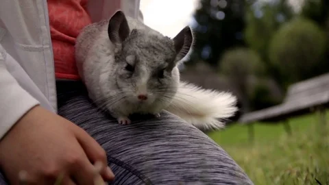 Chinchilla running in the meadow Stock-Footage 76521436