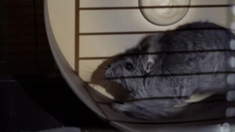 Chinchilla running in wheel in ????? environment. Stock Footage 334006422