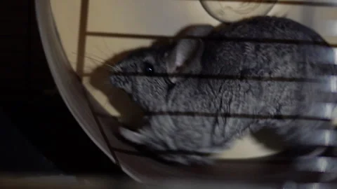 Chinchilla running in wheel in ????? environment. Stock Footage 334009542