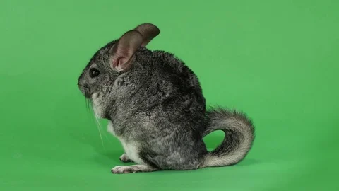 Chinchilla sits on hind legs sideways to viewer. Green screen Stock Footage