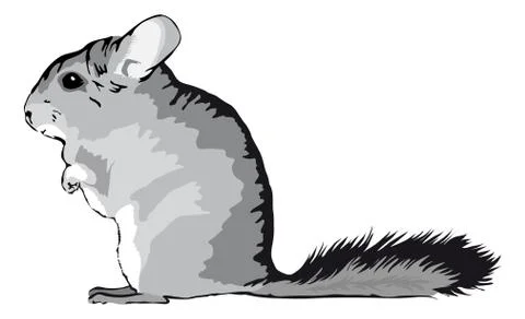 Chinchilla sitting on feets Stock Illustration