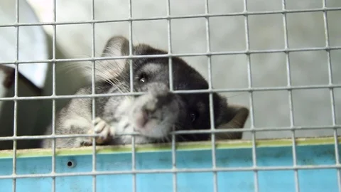 Chinchilla snooping around in the cage Stock-Footage 74911012