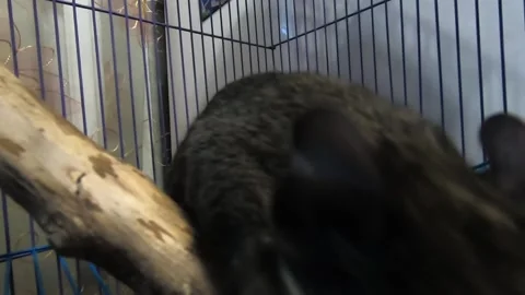 Chinchilla sticks her muzzle into the camera, chinchilla sniffs the camera Stock Footage 202102945