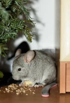 Chinchilla under tree Stock Photos