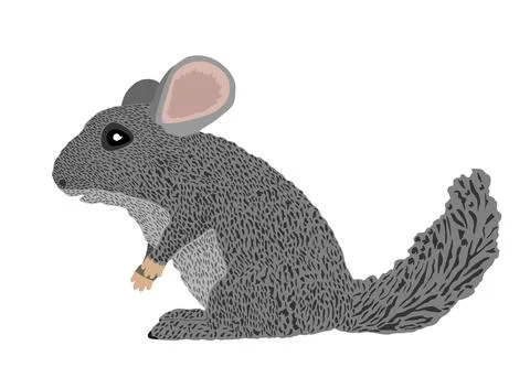 Chinchilla vector illustration isolated on white Stock-Illustration