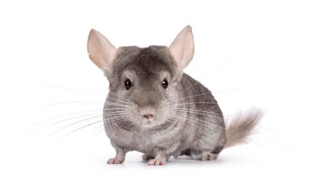 Chinchilla on white background Stock Photos