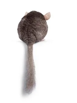 Chinchilla on white background Stock Photos