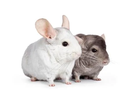 Chinchilla on white background Stock Photos
