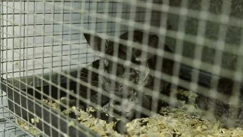 Chinchillas in a cage Stock Footage 74911056