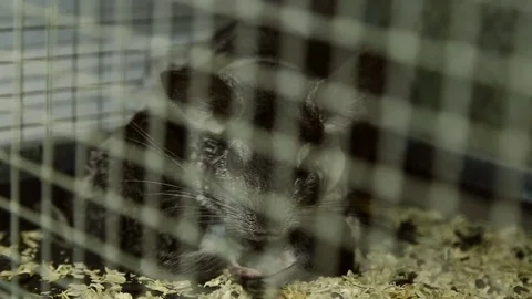Chinchillas with cub in the cage Stock-Footage 74911011