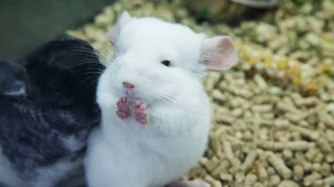 Chinchillas morning bathing Stock Footage 73087355