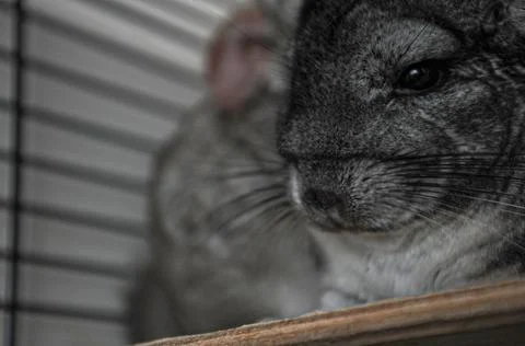 Chinchillas Stock Photos