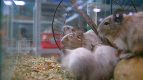 Chinchillas runninlsg around inside the whee Stock Footage 120128123