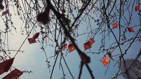Chines Red Envelope on the tree. Chinese new year Video stock 59134411