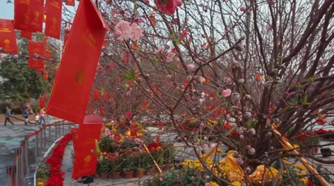 Chines Red Envelope on the tree. Chinese new year Stock-Footage 59134464
