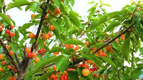 Chinese Agriculture,Cherry tree branches heavy with ripening red and yellow Stock Footage 345792175