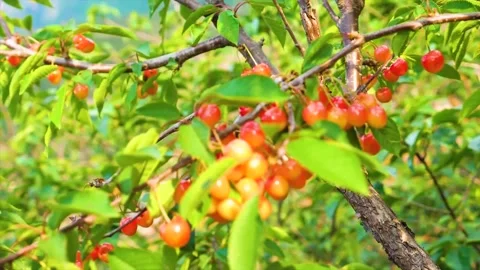 Chinese Agriculture,Cherry tree branches laden with ripening red and yellow Stock Footage 345792194