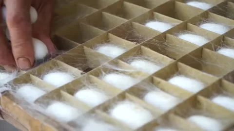 Chinese Agriculture,Close-up of hand sorting silkworm cocoons in wooden Stock Footage 345798370