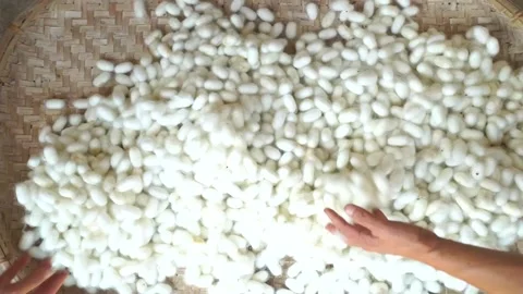 Chinese Agriculture,Hand sorting white silkworm cocoons on bamboo and plastic Stock Footage 345798060