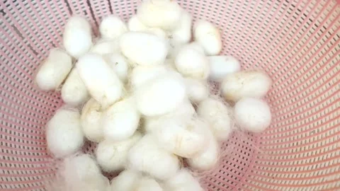 Chinese Agriculture,Hand sorting white silkworm cocoons in pink plastic Stock Footage 345798071