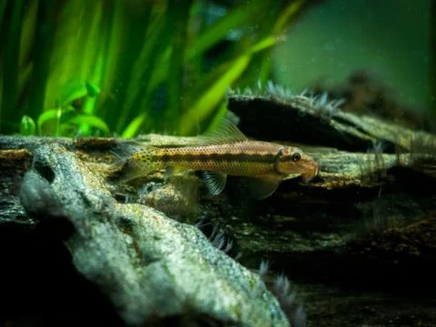 Chinese Algae Eater in fish tank (Gyrinocheilus aymonieri) Stock Photos