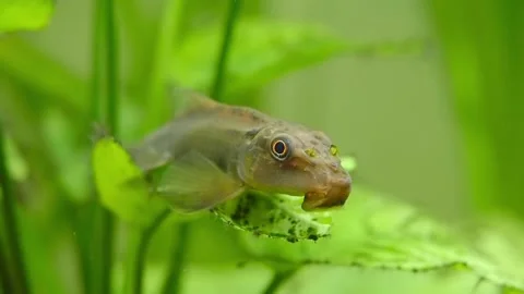 Chinese Algae Eater (Gyrinocheilus aymonieri) in fish tank Stock Footage 233074153
