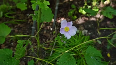 Chinese Anemone Stock Footage 206450026