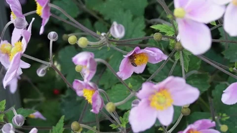 Chinese Anemone Stock Footage 207077281